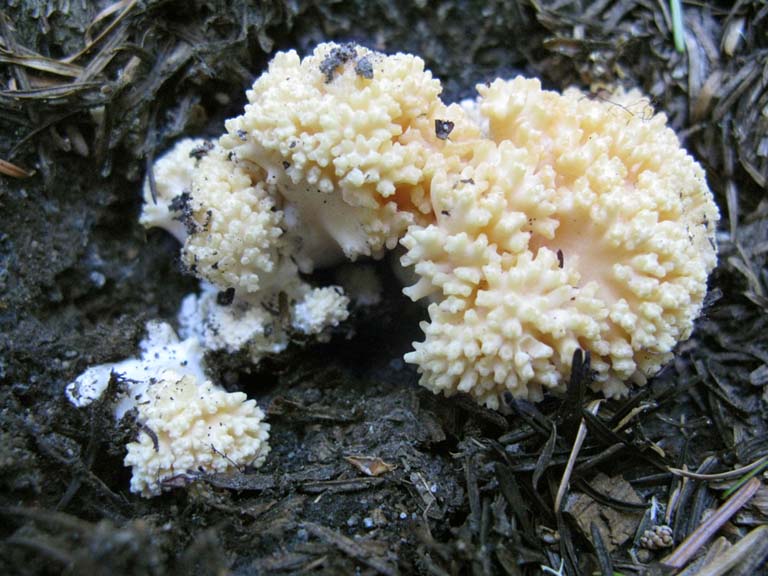 Ramaria rubricarnata var pallida